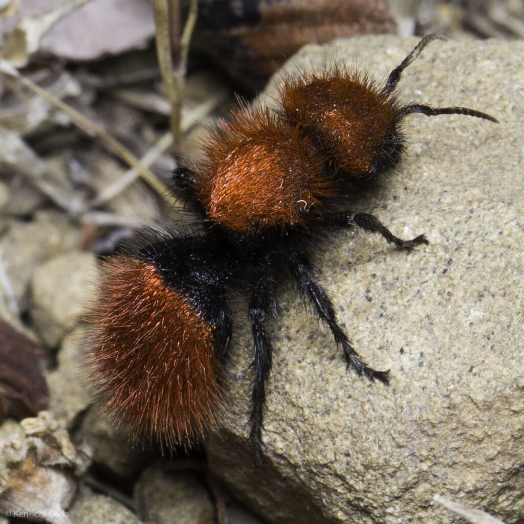 parks-ca-inaturalist-velvet-ant