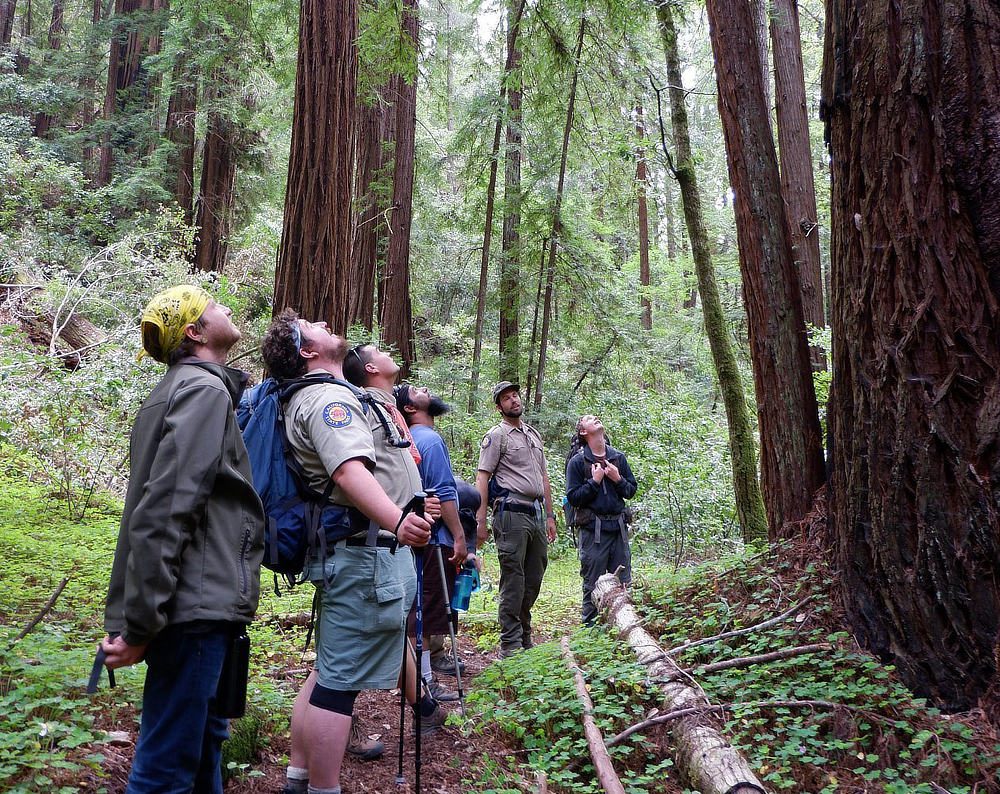 Hikers in a forest looking up at a redwood tree