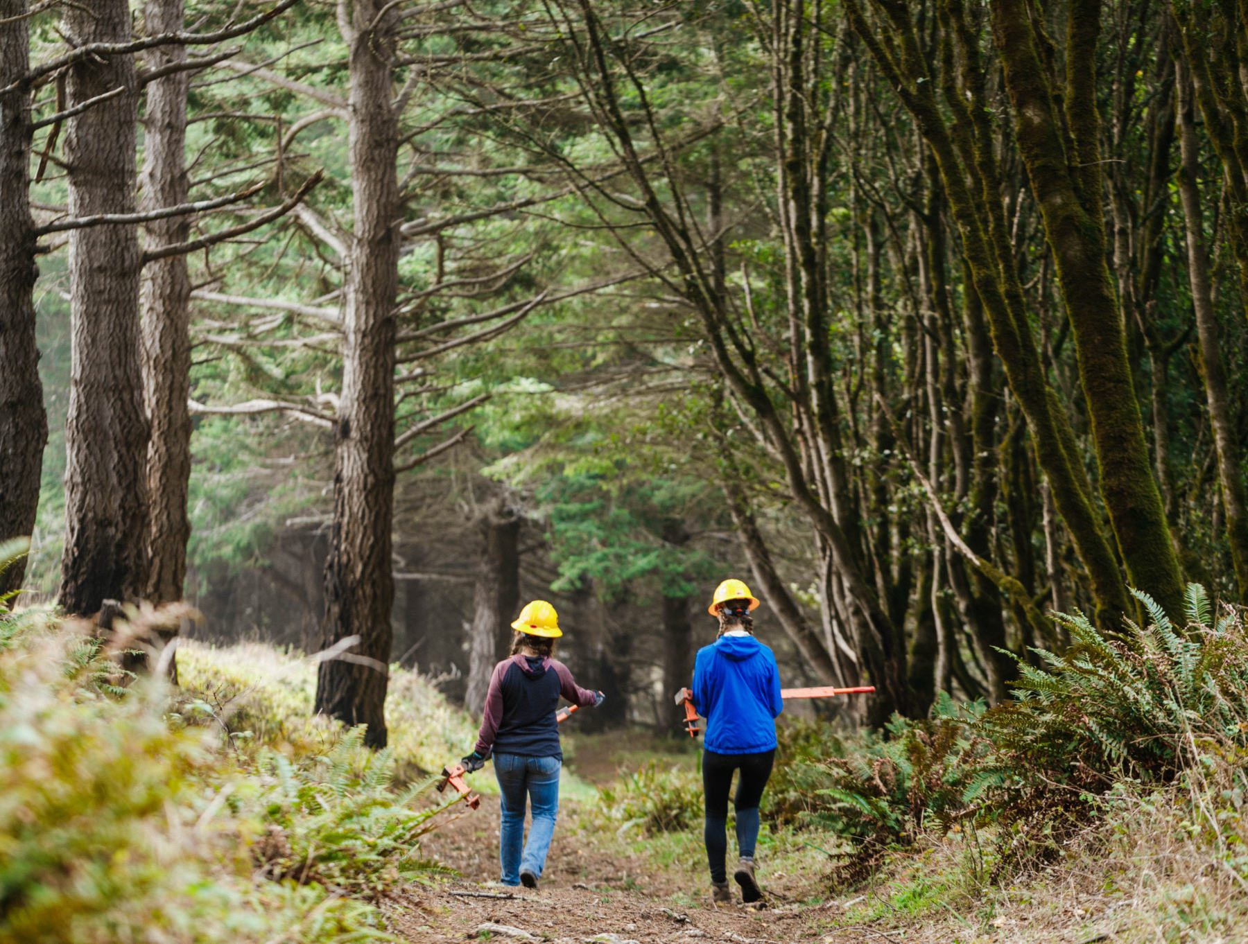 Two female volunteers walking away from the viewer in a forest with big tools in their hands