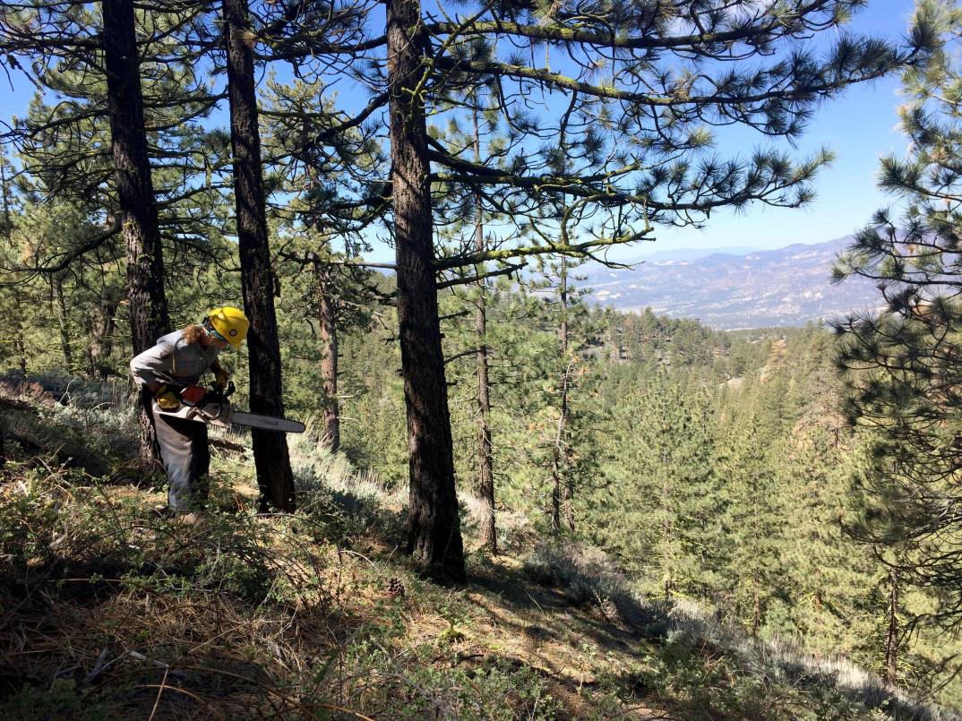 A person with a chainsaw on a hillslope is about to cut down a tree