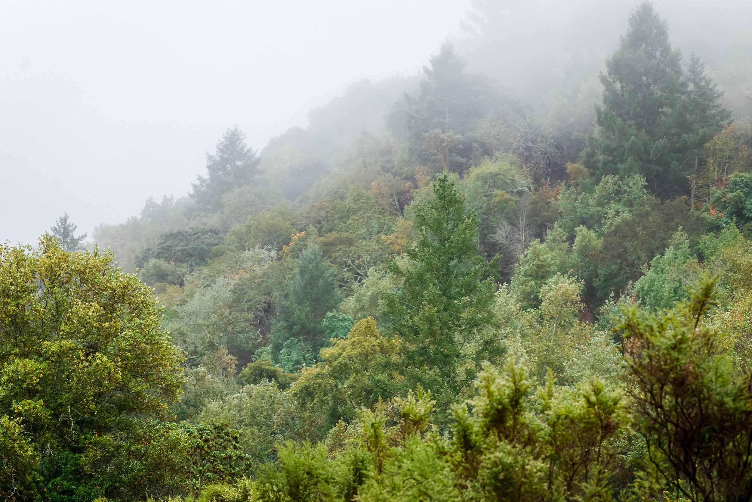 SonamaEcology----(25)-r