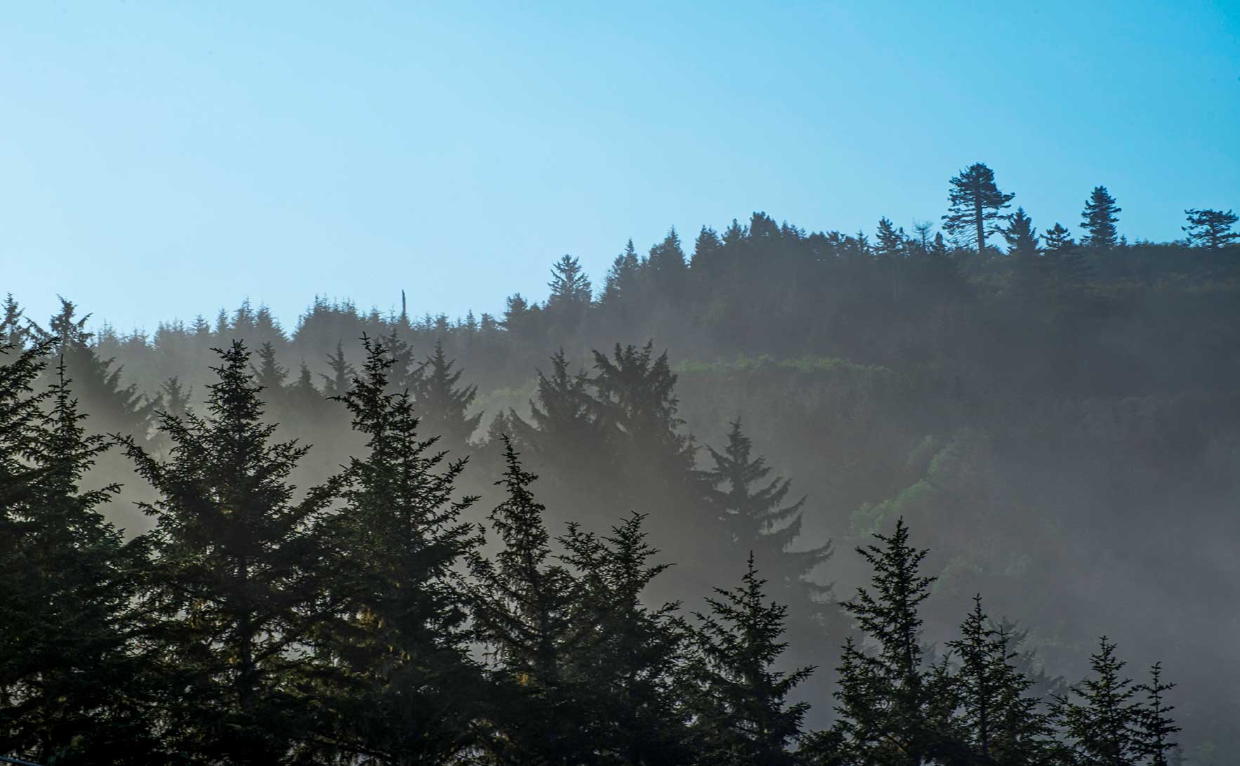 Del-Norte-Coast-Redwoods_Trees-in-shadow-r